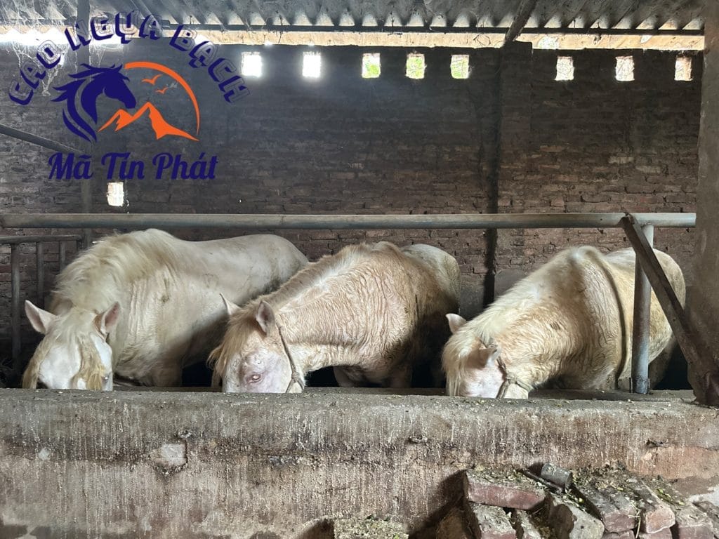 Trang trại cao ngựa bạch Mã Tín Phát