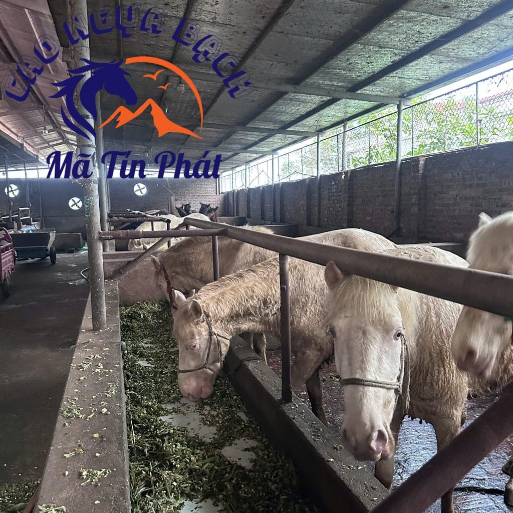 Trang trại ngựa bạch Mã Tín Phát