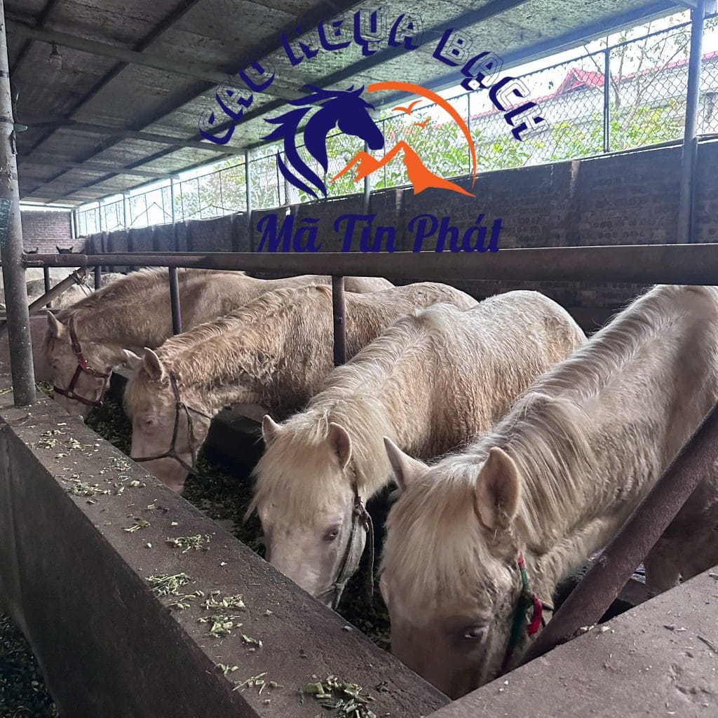 Trang trại ngựa Bạch Mã Tín Phát